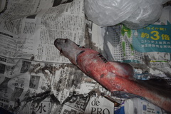 Deania quadrispinosa