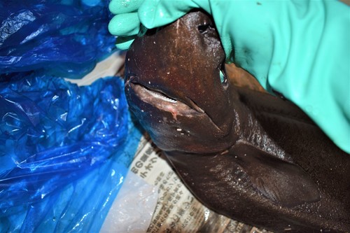 Roughskin dogfish (Centroscymnus owstonii) — Somniosidae — 5