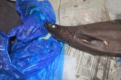 Centroscymnus owstonii