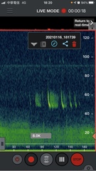 Pipistrellus abramus