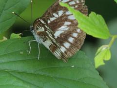 Neptis pryeri