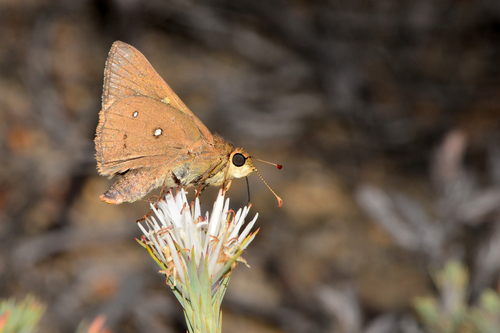 Golden-haired Sedge-skipper