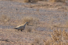 Pterocles orientalis