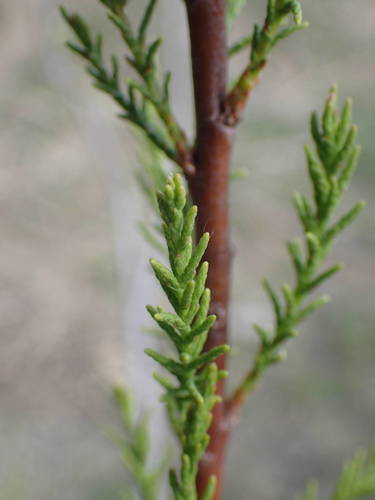 African Tamarisk