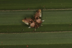 Erastroides emarginata