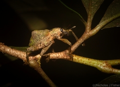 Eurychirus bituberculatus