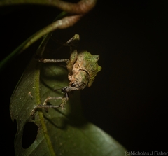 Eurychirus bituberculatus