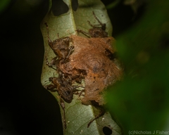 Eurychirus bituberculatus