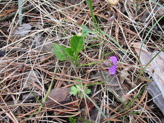 Viola gmeliniana