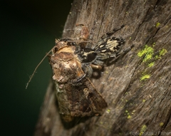 Ocrisiona melancholica