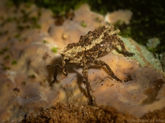 Poropterus angustatus