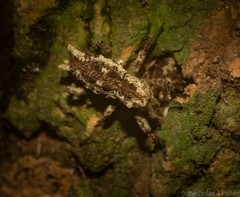 Poropterus angustatus