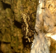 Poropterus angustatus