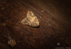 Tolpia conscitulana
