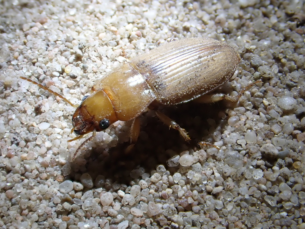 Harpalus flavescens