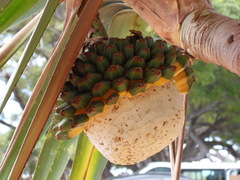 Pandanus utilis