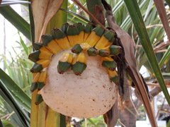 Pandanus utilis