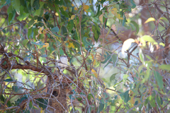 Gerygone fusca fusca