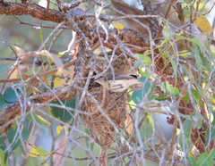 Gerygone fusca fusca