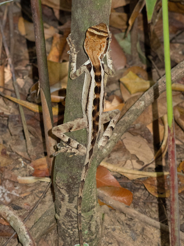 Wied's Fathead Anole
