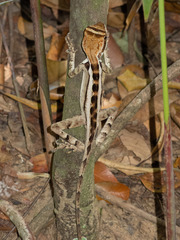 Enyalius catenatus