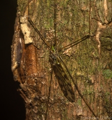 Libnotes terraereginae
