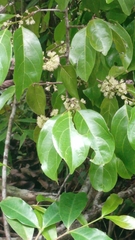 Dichapetalum