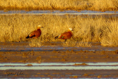 Tadorna ferruginea