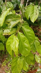 Dichapetalum