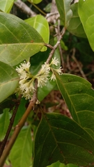 Dichapetalum