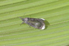 Erocha leucotelus