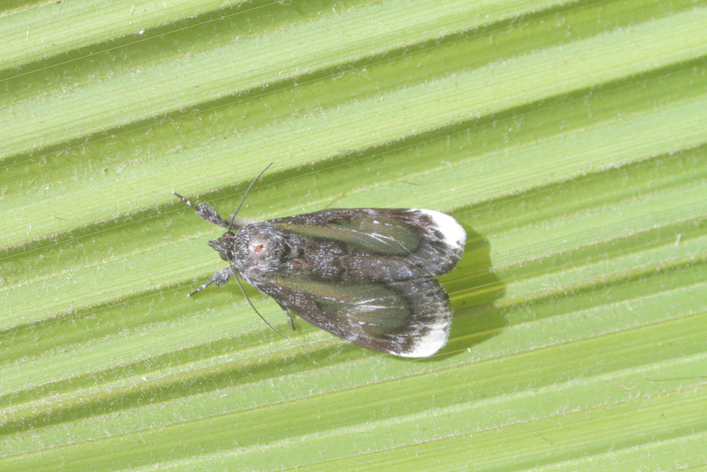Erocha leucotelus