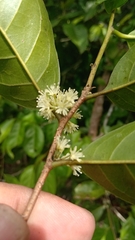 Dichapetalum