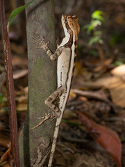 Enyalius catenatus