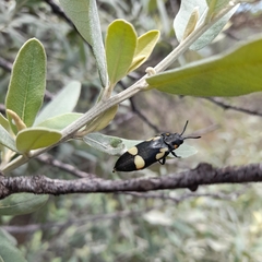 Agelia petelii