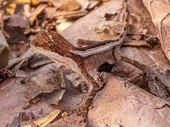 Enyalius catenatus