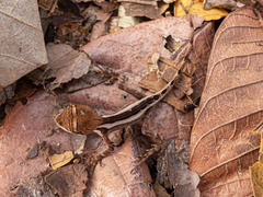 Enyalius catenatus