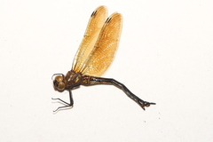 Somatochlora hineana