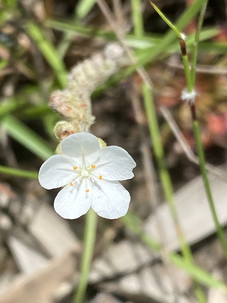 Drosera petiolaris (Drosera petiolaris)
