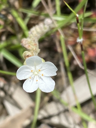 Drosera petiolaris (Drosera petiolaris)