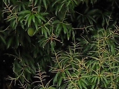 Mangifera indica