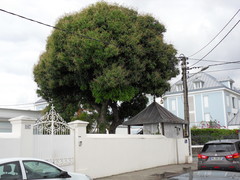 Mangifera indica