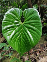 Anthurium colonense