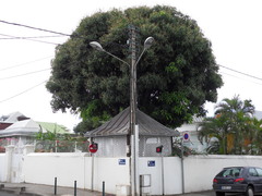 Mangifera indica