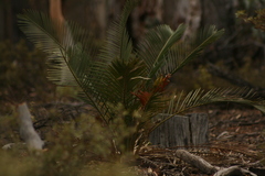 Macrozamia riedlei