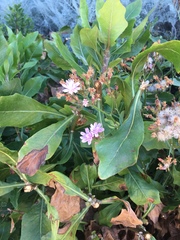 Munzothamnus blairii