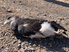 Geranoaetus melanoleucus australis
