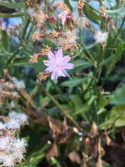 Munzothamnus blairii