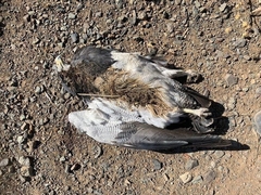 Geranoaetus melanoleucus australis