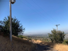 Geranoaetus melanoleucus australis